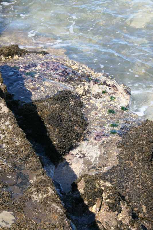 Nieuw-Zeeland 2011 - 1819